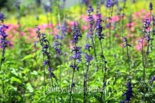 Lavender garden 이미지 (118141866) - 게티이미지뱅크 Lavender garden