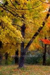 Autumn trees 이미지 (95556575) - 게티이미지뱅크 Autumn trees