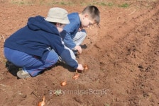 Boys sowing onion 이미지 (95104584) - 게티이미지뱅크 Boys sowing onion
