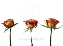 Dried Roses 이미지 (101858954) - 게티이미지뱅크 Dried Roses