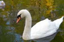 swan 이미지 (100273048) - 게티이미지뱅크 swan