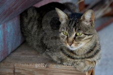Resting cat 이미지 (92185472) - 게티이미지뱅크 Resting cat