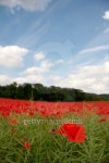 Poppy Field 이미지 (92316415) - 게티이미지뱅크 Poppy Field