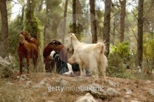Goats  in solar wood. 이미지 (95299622) - 게티이미지뱅크 Goats  in solar wood.