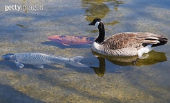 koi and goose 이미지 (146882124) - 게티이미지뱅크 koi and goose