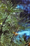 Closeup of needles on a pine tree, Yosemite 이미지 (149062111) - 게티이미지뱅크 Closeup of needles on a pine tree, Yosemite