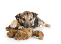 Puppy dog with teddy bear 이미지 (91815093) - 게티이미지뱅크 Puppy dog with teddy bear