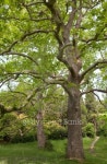 Big plane trees 이미지 (91822303) - 게티이미지뱅크 Big plane trees