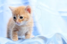Small pretty kitten, on blue satin 이미지 (137919224) - 게티이미지뱅크 Small pretty kitten, on blue satin