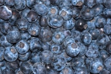 Blueberry 이미지 (95096798) - 게티이미지뱅크 Blueberry