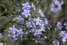 Blue jasmines 이미지 (100512665) - 게티이미지뱅크 Blue jasmines