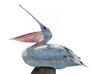 Isolated pelican 이미지 (100432839) - 게티이미지뱅크 Isolated pelican
