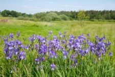 Plant of violet wild iris 이미지 (92128972) - 게티이미지뱅크 Plant of violet wild iris