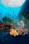 Prolific coral growth 이미지 (92409187) - 게티이미지뱅크 Prolific coral growth