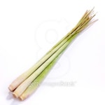 Lemon Grass 이미지 (95518547) - 게티이미지뱅크 Lemon Grass