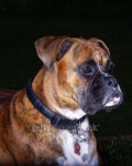 Beautiful one year old Boxer 이미지 (100380969) - 게티이미지뱅크 Beautiful one year old Boxer