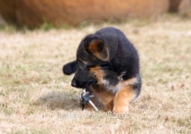 German shepherd puppy with keys 이미지 (101081068) - 게티이미지뱅크 German shepherd puppy with keys