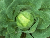 Cabbage 이미지 (131841956) - 게티이미지뱅크 Cabbage