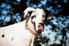 Great Dane Dog 이미지 (101094932) - 게티이미지뱅크 Great Dane Dog
