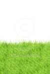 Grass 이미지 (101428848) - 게티이미지뱅크 Grass