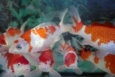 Koi fish in a Tank 이미지 (91324982) - 게티이미지뱅크 Koi fish in a Tank
