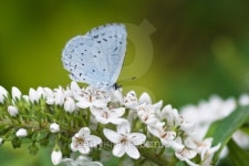 Holly blue on gooseneck loosestrife 이미지 (100818060) - 게티이미지뱅크 Holly blue on gooseneck loosestrife