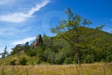 Larch on meadow 이미지 (104250327) - 게티이미지뱅크 Larch on meadow