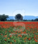 Tuscan poppy field in spring 이미지 (146792068) - 게티이미지뱅크 Tuscan poppy field in spring