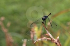 Dragonfly perched on branch 이미지 (92376061) - 게티이미지뱅크 Dragonfly perched on branch