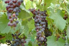Grapes 이미지 (147332678) - 게티이미지뱅크 Grapes