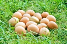 One golden egg amongst many eggs 이미지 (91520095) - 게티이미지뱅크 One golden egg amongst many eggs