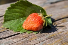 Strawberry 이미지 (95246039) - 게티이미지뱅크 Strawberry