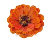 zinnia 이미지 (101392124) - 게티이미지뱅크 zinnia
