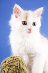 funny white kitten 이미지 (118243962) - 게티이미지뱅크 funny white kitten