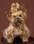 yorkshire terrier 이미지 (95331399) - 게티이미지뱅크 yorkshire terrier