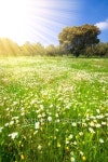 beautiful spring landscape with daisies and sunrays 이미지 (100543669) - 게티이미지뱅크 beautiful spring landscape with... 