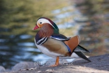 Mandarin Duck Standing 이미지 (146742824) - 게티이미지뱅크 Mandarin Duck Standing