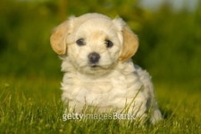 Bichon Havanais puppy dog 이미지 (100326706) - 게티이미지뱅크 Bichon Havanais puppy dog