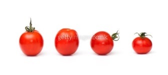 cherry tomato 이미지 (101186722) - 게티이미지뱅크 cherry tomato