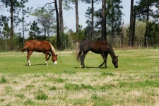 Horses Grazing 이미지 (146882651) - 게티이미지뱅크 Horses Grazing