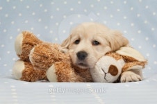 Golden Retriever Puppy laid on a teddy bear dog 이미지 (147035628) - 게티이미지뱅크 Golden Retriever Puppy laid on a teddy... 
