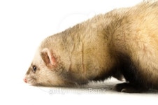 Ferret isolated on a white background 이미지 (146718500) - 게티이미지뱅크 Ferret isolated on a white background