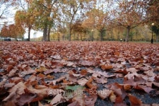 Hyde Park leaves 이미지 (152502983) - 게티이미지뱅크 Hyde Park leaves
