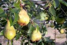 ripe pears on the branch 이미지 (118295628) - 게티이미지뱅크 ripe pears on the branch