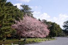 Cherry blossoms tree 이미지 (147031232) - 게티이미지뱅크 Cherry blossoms tree