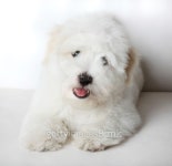 Pure Coton de TulÃ©ar puppy 이미지 (91723685) - 게티이미지뱅크 Pure Coton de TulÃ©ar puppy