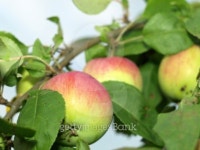 Apples in autumn 이미지 (93265236) - 게티이미지뱅크 Apples in autumn