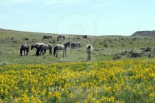 herd of wild Spanish Mustangs in wildflowers 이미지 (146761492) - 게티이미지뱅크 herd of wild Spanish Mustangs in wildflowers