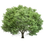 oak tree isolated 이미지 (100402562) - 게티이미지뱅크 oak tree isolated