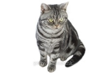 Tabby cat isolated 이미지 (91345988) - 게티이미지뱅크 Tabby cat isolated